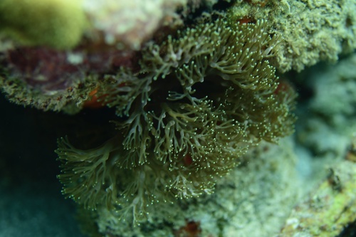 Branching Anemone