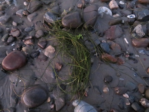 Image of Torrey's Surfgrass (Phyllospadix torreyi) by no rights reserved