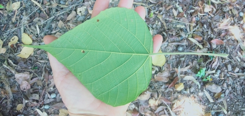 Macaranga involucrata observed 2023-08-17
