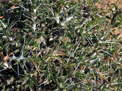 Monsonia salmoniflora