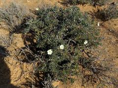 Monsonia salmoniflora