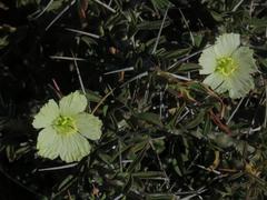 Monsonia salmoniflora