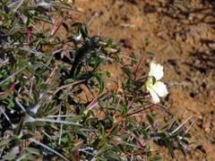 Monsonia salmoniflora