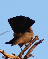 Corythaixoides concolor bechuanae
