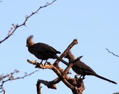 Corythaixoides concolor bechuanae