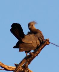 Corythaixoides concolor bechuanae