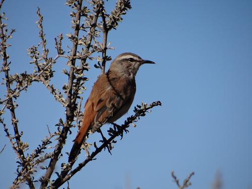 Subspecies Cercotrichas paena benguellensis · iNaturalist