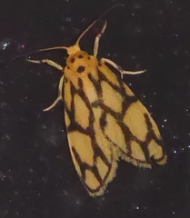 Miltochrista conjunctana