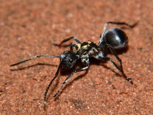 Polyrhachis epinotalisPolyrhachis epinotalis