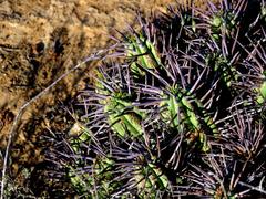 Euphorbia ferox