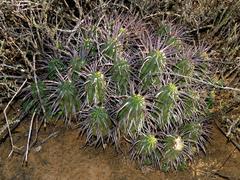 Euphorbia ferox