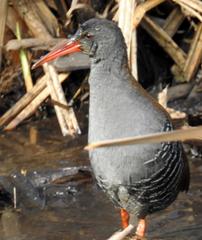 Rallus caerulescens