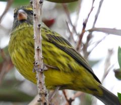 Crithagra scotops umbrosa