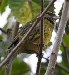 Crithagra scotops umbrosa