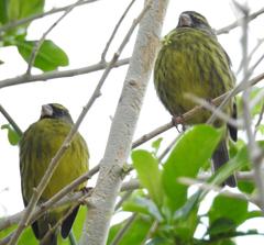 Crithagra scotops umbrosa