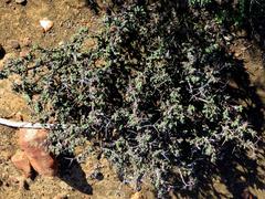 Ruschia cradockensis