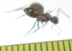 Camponotus vestitus