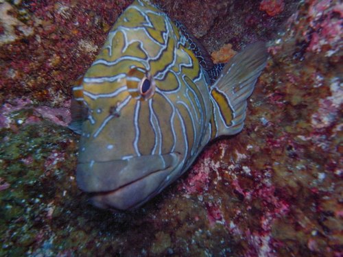Giant Hawkfish