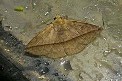 Ugia purpurea
