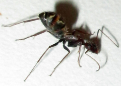 Camponotus vestitus
