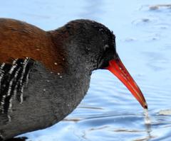 African Rail photo 4