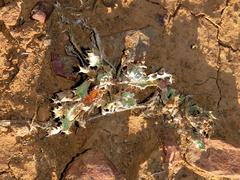 Cuspidia cernua annua