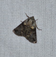 Abrostola microvalis