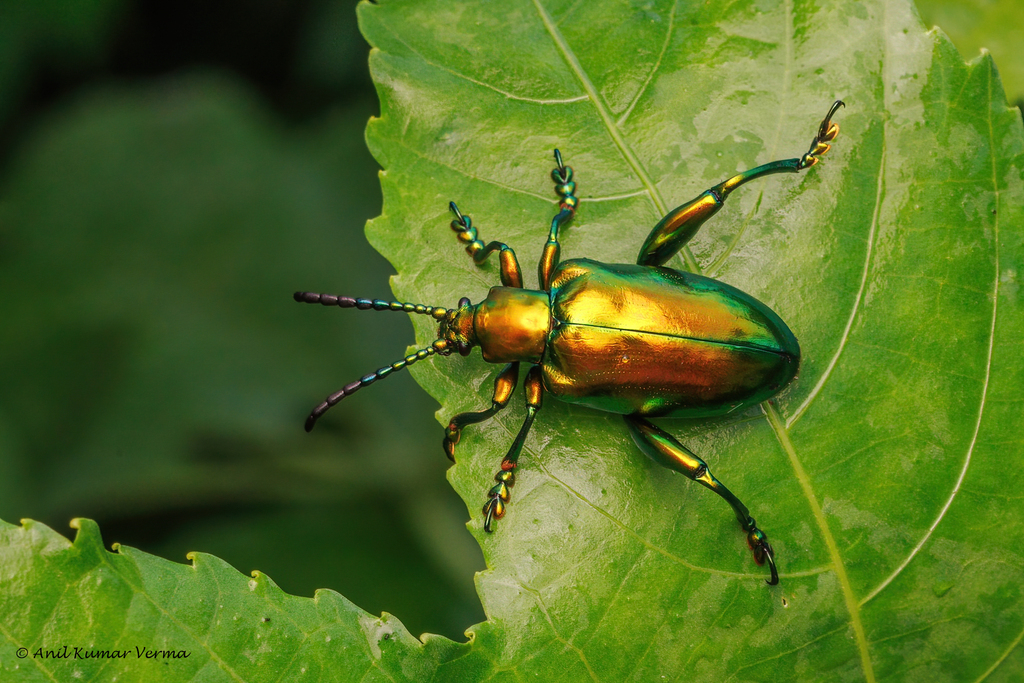 Frog-legged leaf beetle