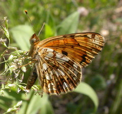 Phyciodes pallida