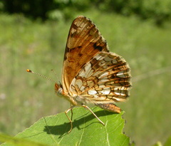 Phyciodes pallida
