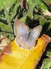 Anthene livida livida