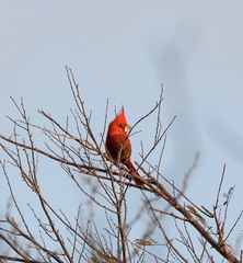 Cardinalis phoeniceus