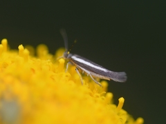 Scythris pleonectis