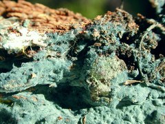 Byssocorticium atrovirens