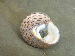 Calliostoma tricolor