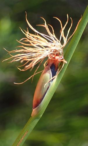 Image of Chrysitrix capensis by (c) Nicola van Berkel, some rights reserved (CC BY-SA)