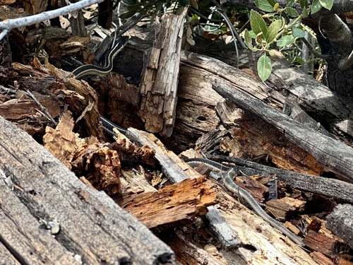 iNaturalist observation photo of Mountain Garter Snake