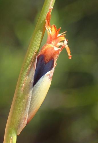 Image of Chrysitrix capensis by (c) Nicola van Berkel, some rights reserved (CC BY-SA)
