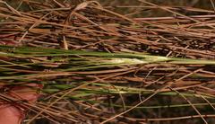 Schoenus graminifolius