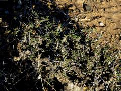 Monsonia salmoniflora
