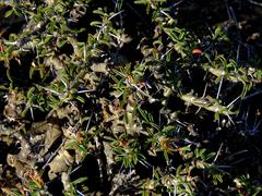 Monsonia salmoniflora