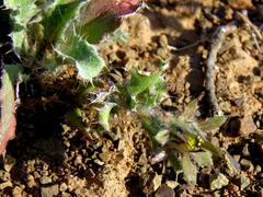 Cuspidia cernua annua