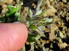 Cuspidia cernua annua