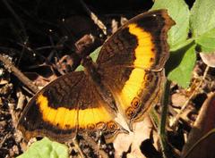 Junonia elgiva
