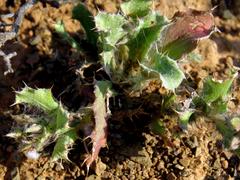 Cuspidia cernua annua