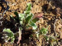 Cuspidia cernua annua