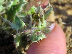 Cuspidia cernua annua