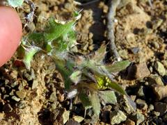 Cuspidia cernua annua