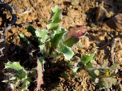 Cuspidia cernua annua