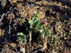 Cuspidia cernua annua